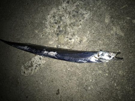 今年初の太刀魚