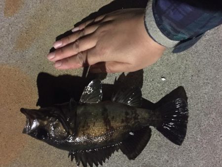 なぐさめバル(つω･`)⊃