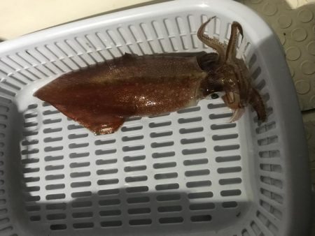 イカメタル バチコン釣行