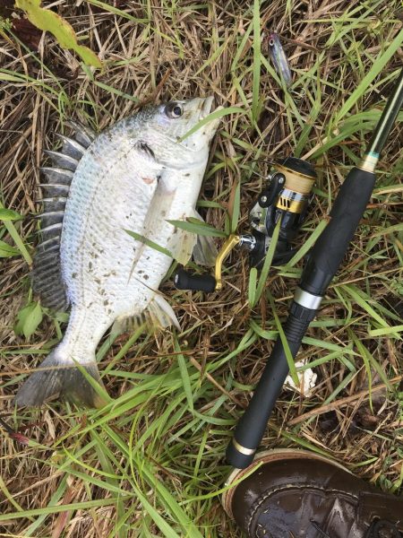 楽しいトップ！