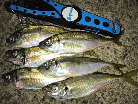 夕方〜30分程アジング