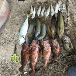 たくさん釣れた