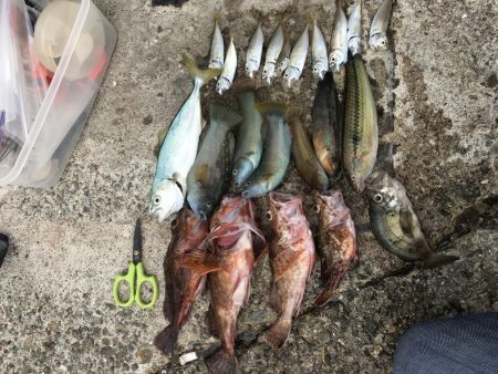 たくさん釣れた