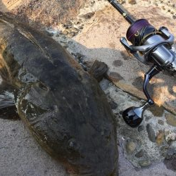 タッチ〜 ライトショア フラットフィッシュ