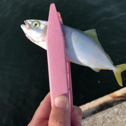 あおものを釣りに。。