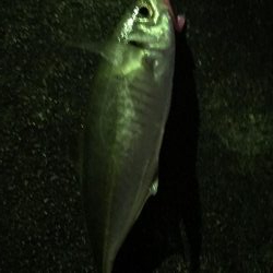 アジングきびしー