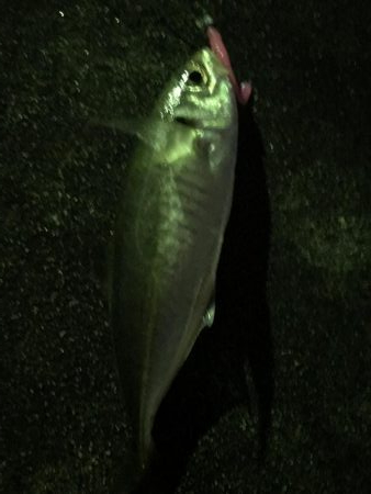 アジングきびしー