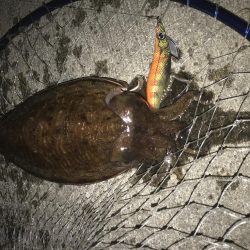 エギング アジング