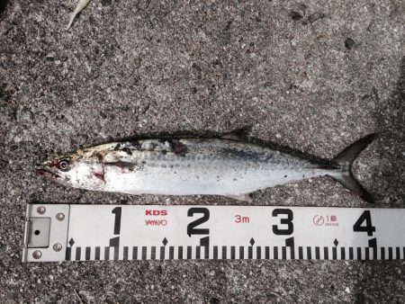 えっ！秋サイズ？