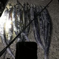 イキナリ思い立ってタチウオ狩り