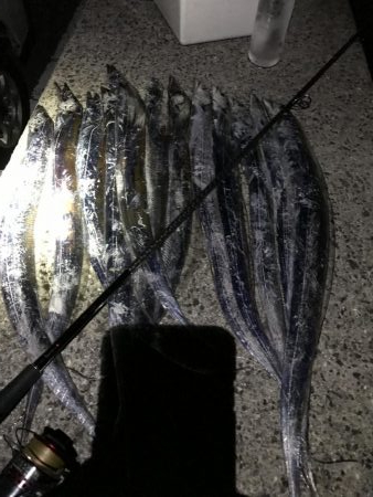 イキナリ思い立ってタチウオ狩り