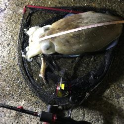 モンゴウイカ1.４キロ