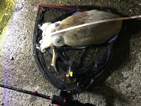 モンゴウイカ1.４キロ