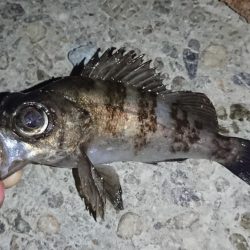 明石港、メバリング