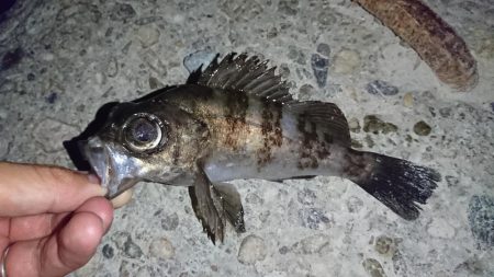 明石港、メバリング