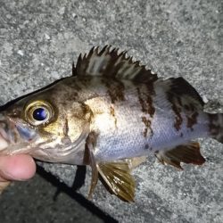 メバリング・明石港リベンジ