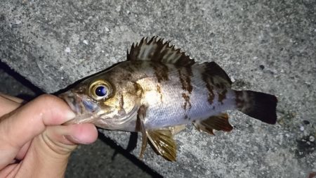 メバリング・明石港リベンジ