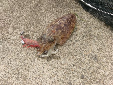 宮津でコウイカ連発！