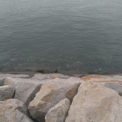 グレ開幕も貧果