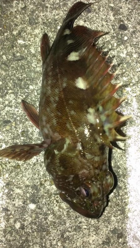 とりあえずガシラ