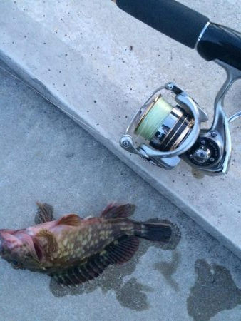 久々のプチ夜釣