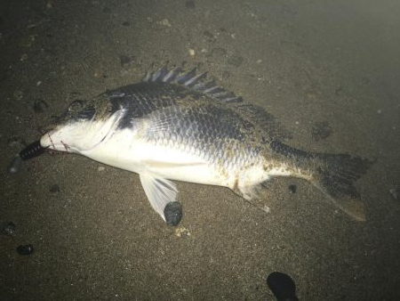 ２０１９ キビレ調査NO、５