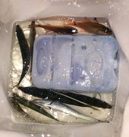 初夏の五目釣り