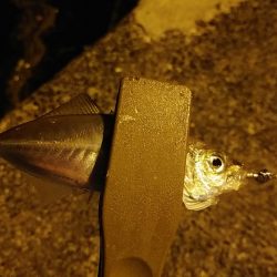 アジングで豆アジ