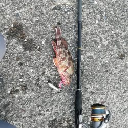 ライトショアジギング