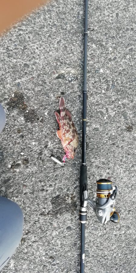 ライトショアジギング