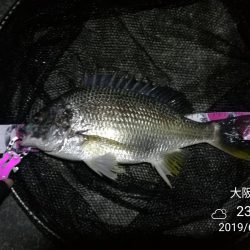 南港カモメ大橋 釣行 (超小雨ヘチ釣り、キビレチヌ45cm 他釣果有り)