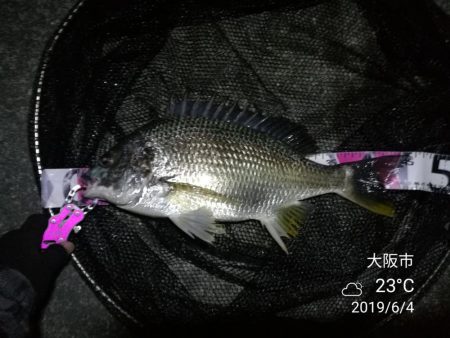 南港カモメ大橋 釣行 （超小雨ヘチ釣り、キ…