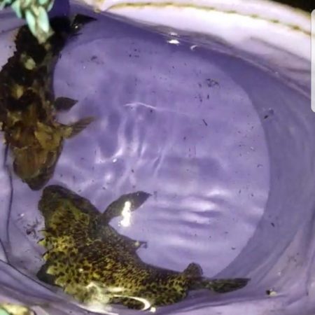 黄色いガシラ(°∀°)