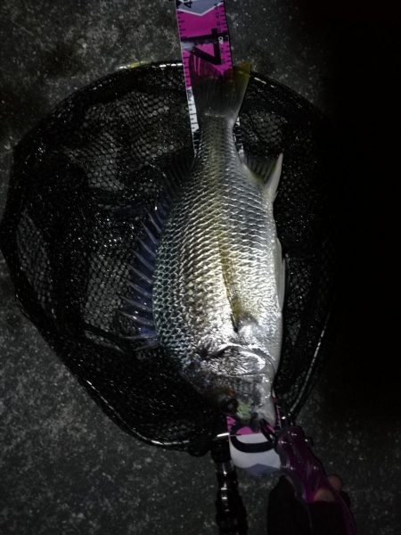 南港カモメ大橋 釣行 （ヘチ短時間で好調果…