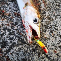 久しぶりの釣果で太刀魚