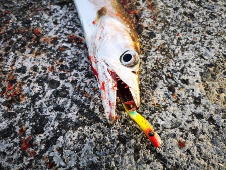 久しぶりの釣果で太刀魚