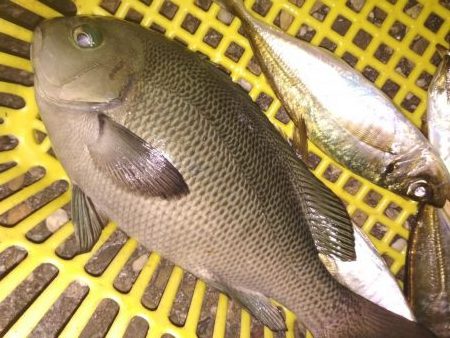 アジ鯵メバルアコウ