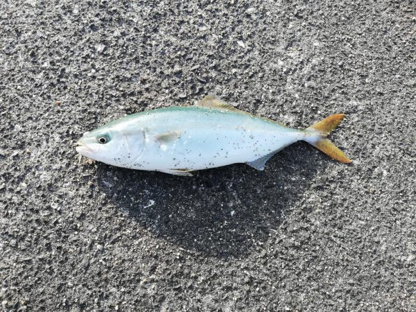 ツバス祭り楽しめました。釣果は微妙ですが・…