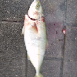 最近人気のツバス釣り