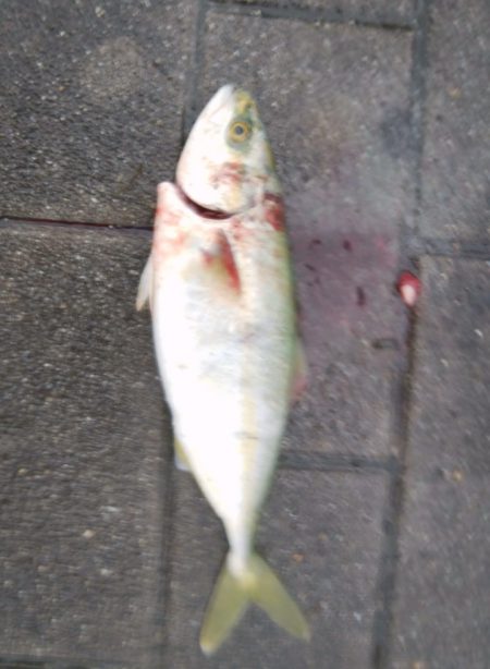 最近人気のツバス釣り