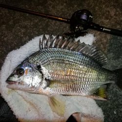 南港カモメ大橋 釣行 (短時間ヘチ釣りでキビレチヌ、シーバス、ガシラ釣果有り)