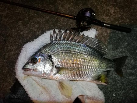 南港カモメ大橋 釣行 （短時間ヘチ釣りでキ…