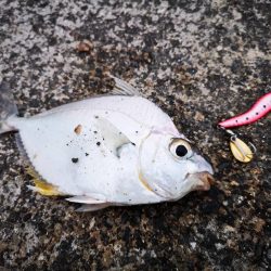 3度目の正直もあり