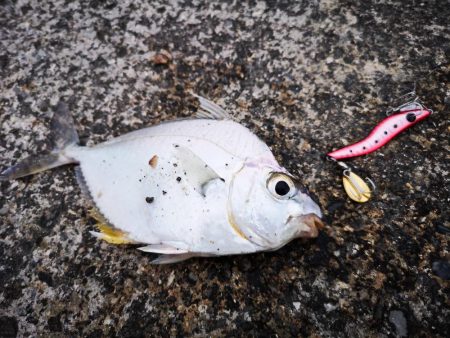 ３度目の正直もあり