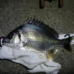 南港カモメ大橋 釣行 (雨天後のヘチ釣行~ キビレチヌ、シーバス、ガシラ釣果有り)