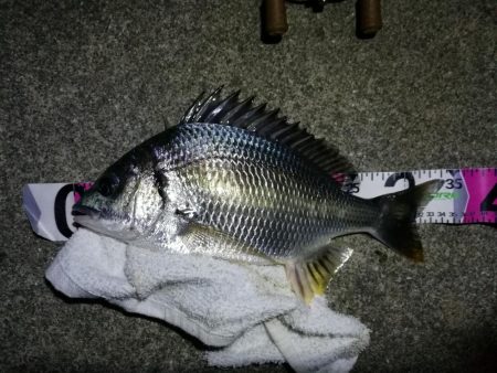南港カモメ大橋 釣行 （雨天後のヘチ釣行～…