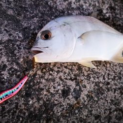 1日頑張りました。