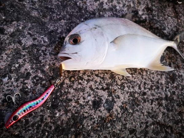 1日頑張りました。