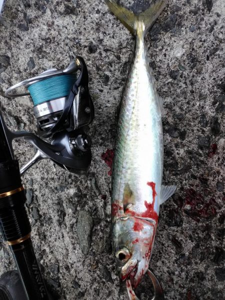 ジグサビキin 貝塚人工島