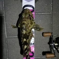 コスモ公園釣行 （コスモ周辺は厳重警戒体制だったが、真チヌとガシラ釣果！）